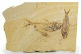 Plate of Three Fossil Fish (Knightia & Diplomystus) - Wyoming #320381-1